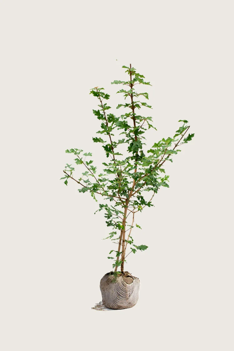 Naverlønn 175cm Velgrenet | Plantinavia