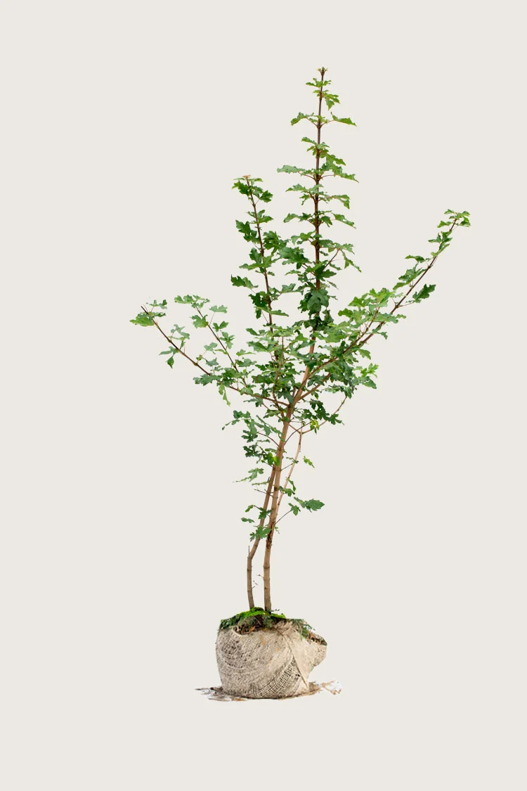Naverlønn 300cm Velgrenet | Plantinavia