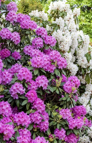 Rosa Rhododendron