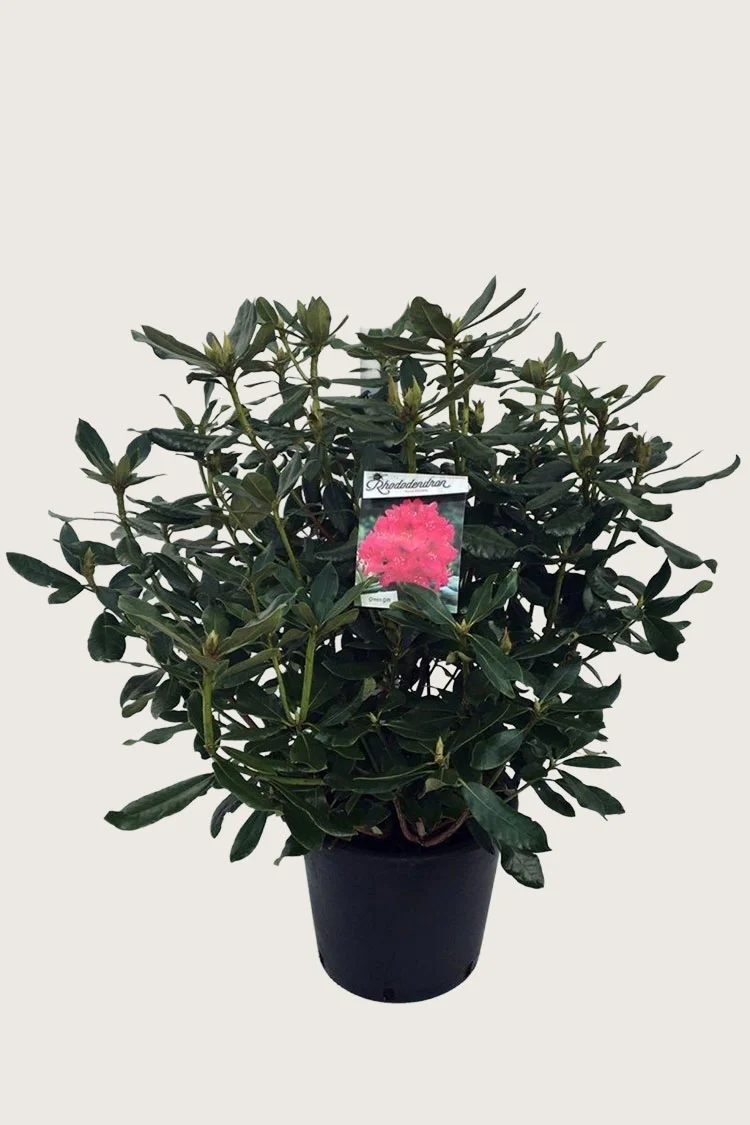 Rød Rhododendron 100cm Grenet | Plantinavia