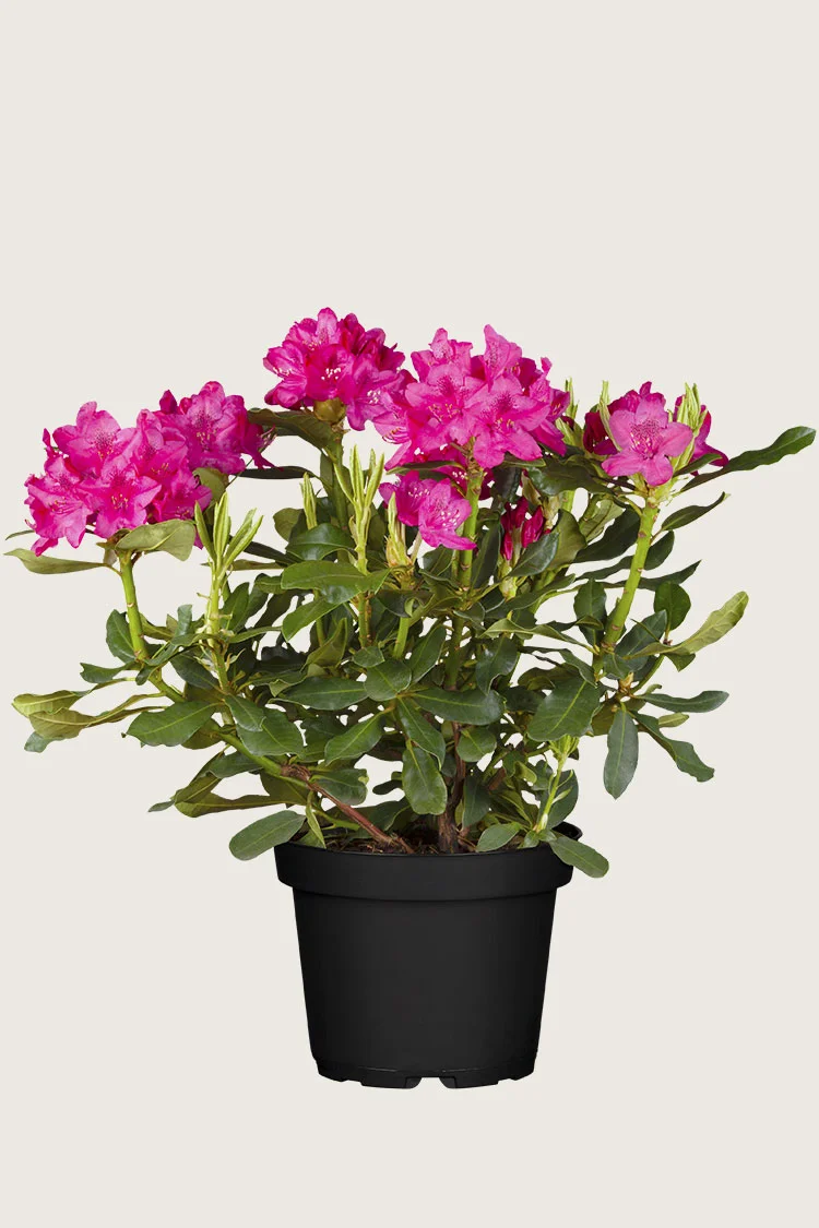 Rød Rhododendron 100cm Velgrenet | Plantinavia
