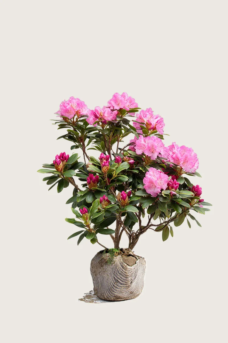 Rød Rhododendron 60cm Velgrenet | Plantinavia