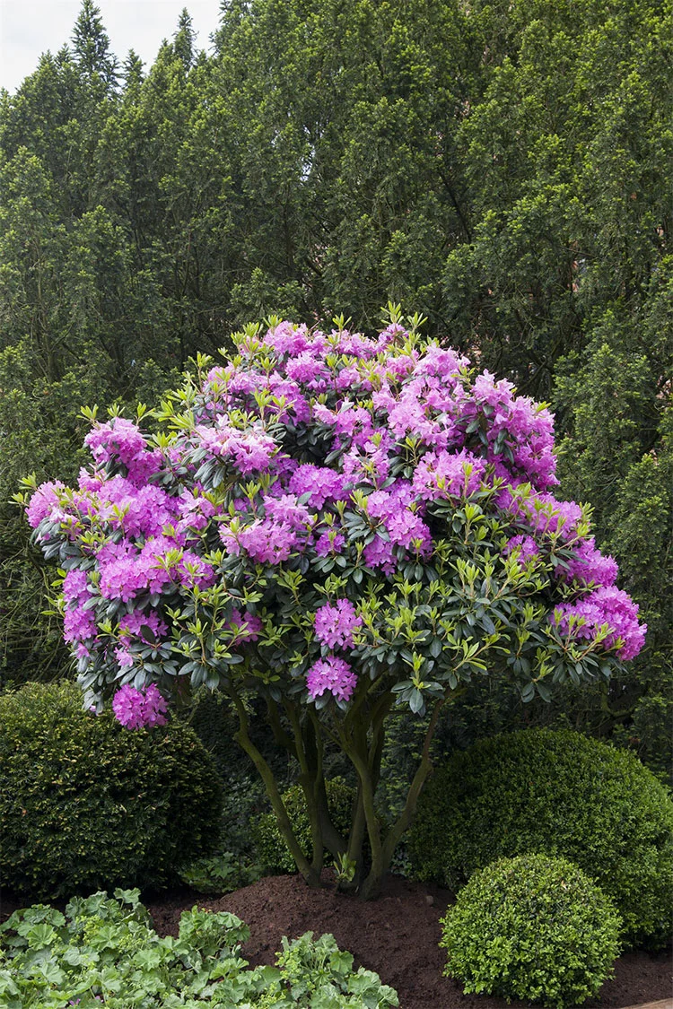 Rosa Rhododendron 250cm Velgrenet | Plantinavia