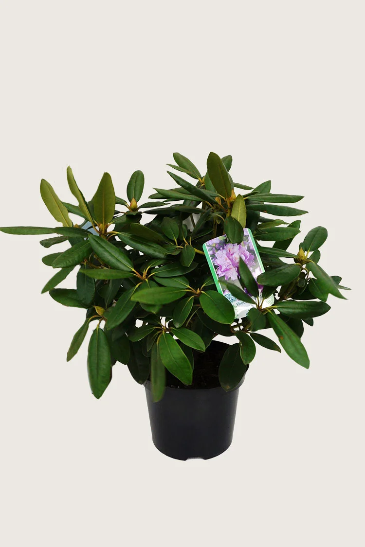 Rosa Rhododendron 80cm Grenet | Plantinavia