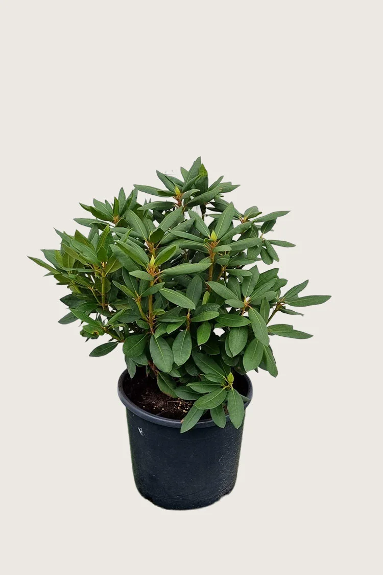 Rosa Rhododendron 100cm Velgrenet | Plantinavia