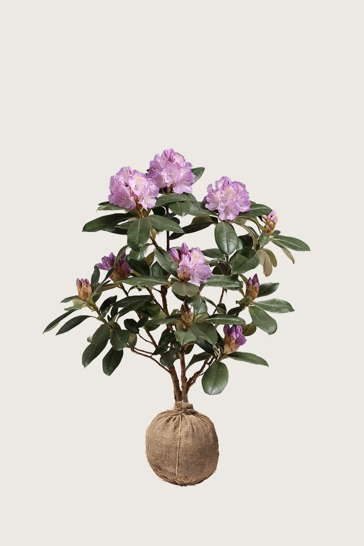 Rosa Rhododendron 120cm Grenet | Plantinavia