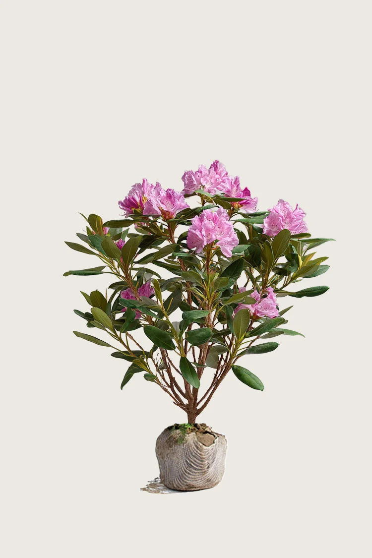 Rosa Rhododendron 120cm Velgrenet | Plantinavia