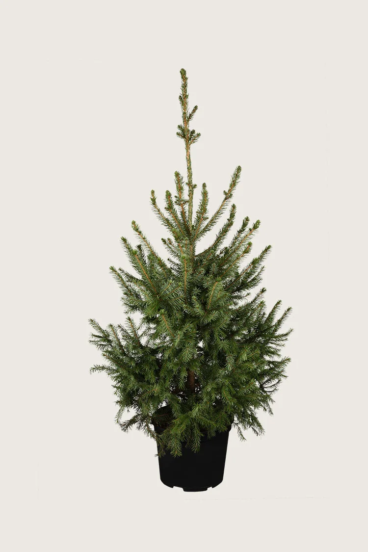 Serbergran 125cm Velgrenet | Plantinavia
