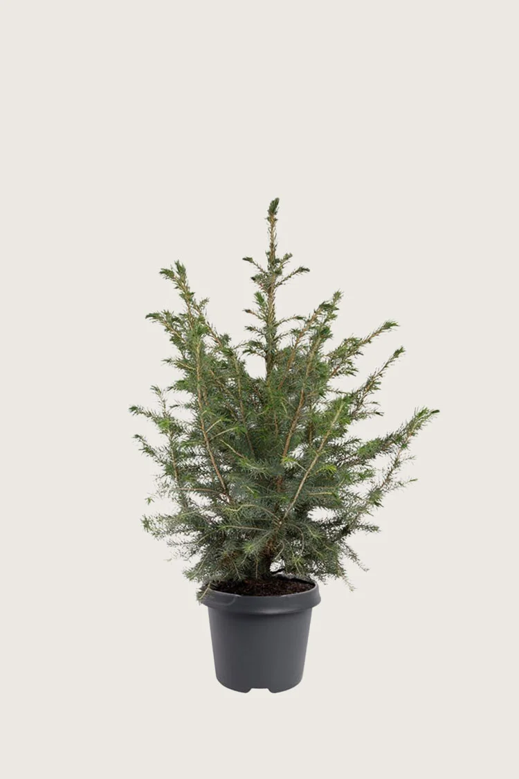 Serbergran 80cm Velgrenet | Plantinavia