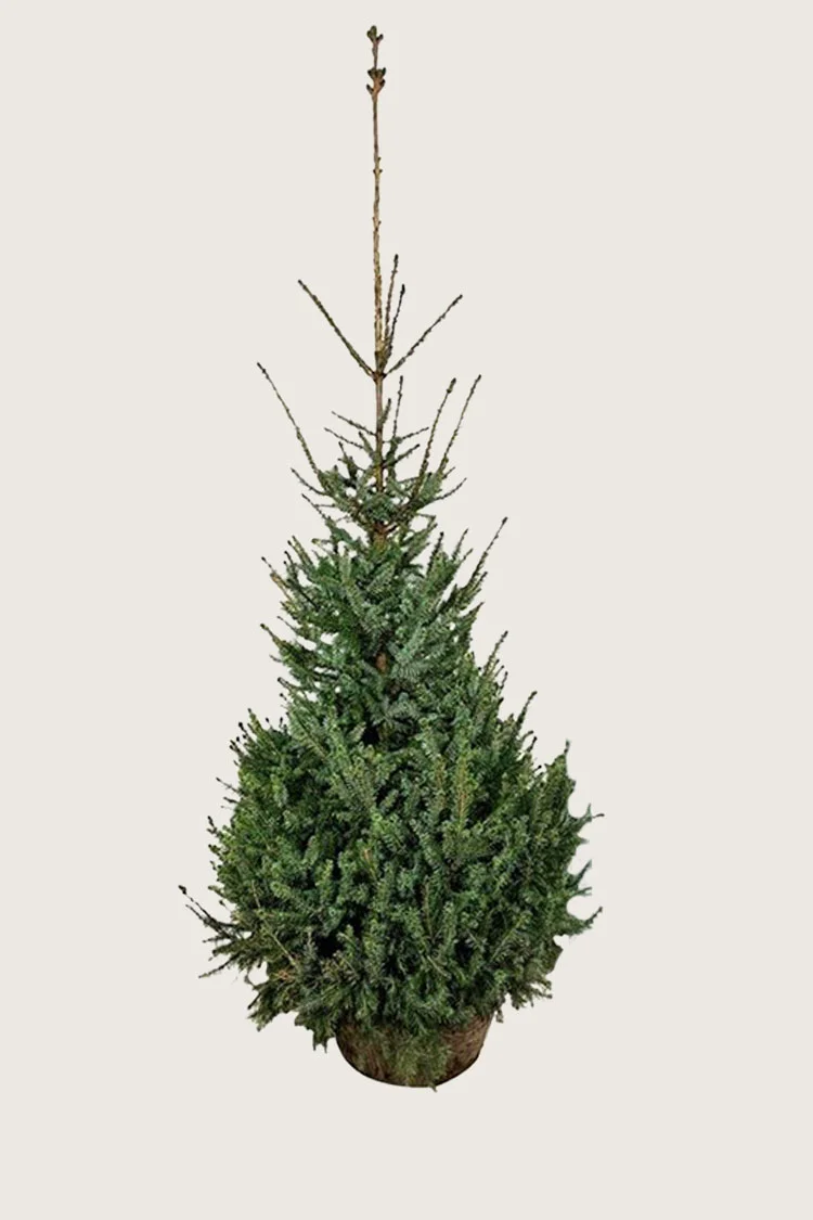 Serbergran 400cm Velgrenet | Plantinavia