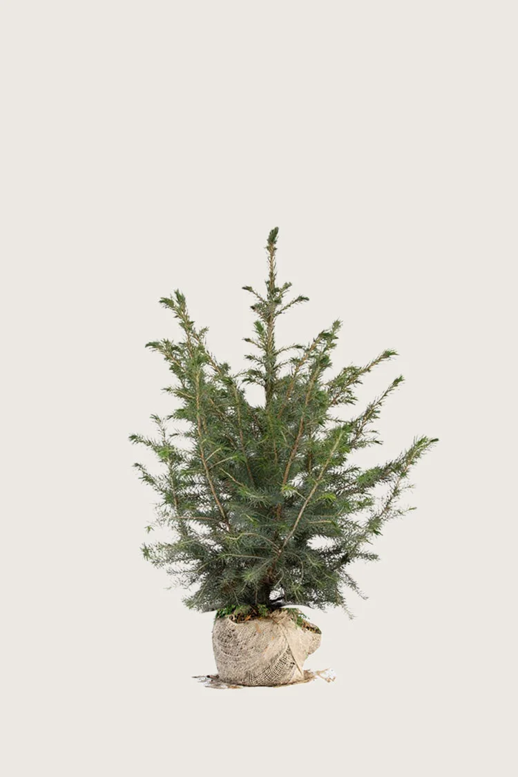 Serbergran 80cm Velgrenet | Plantinavia
