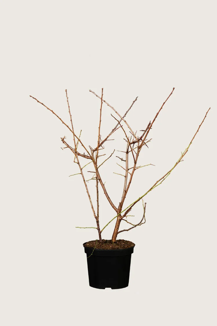 Slåpetorn 80cm Grenet | Plantinavia