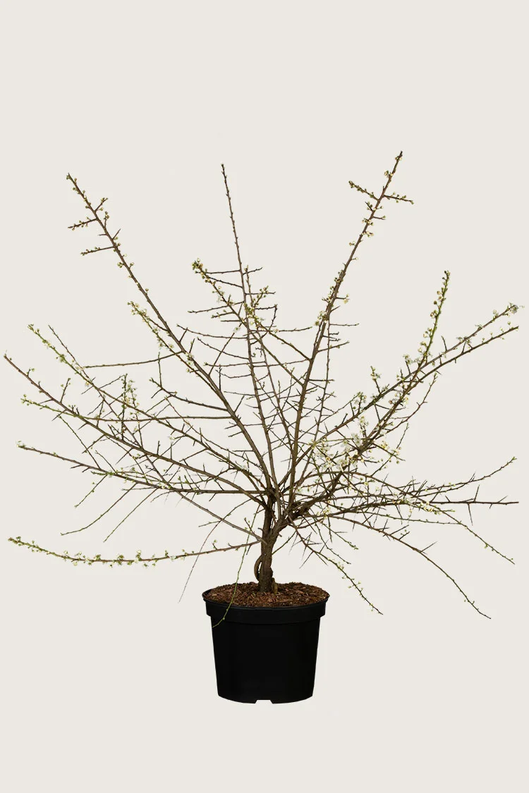 Slåpetorn 80cm Velgrenet | Plantinavia