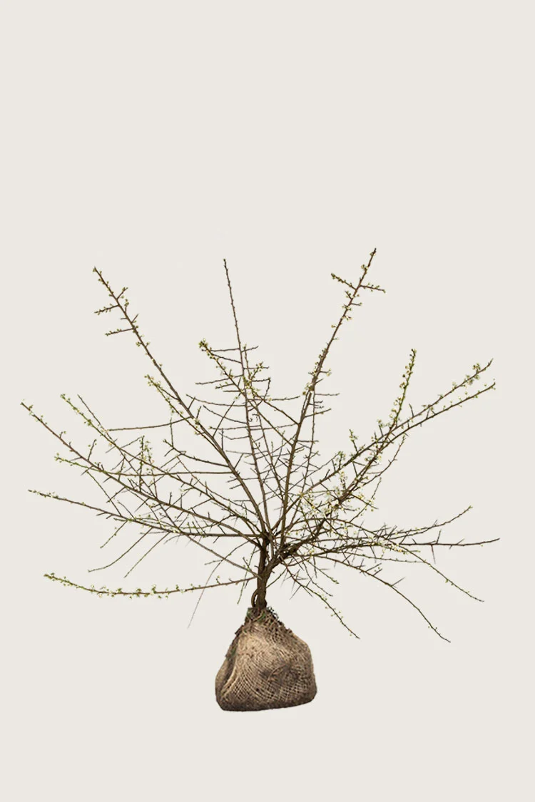 Slåpetorn 125cm Velgrenet | Plantinavia