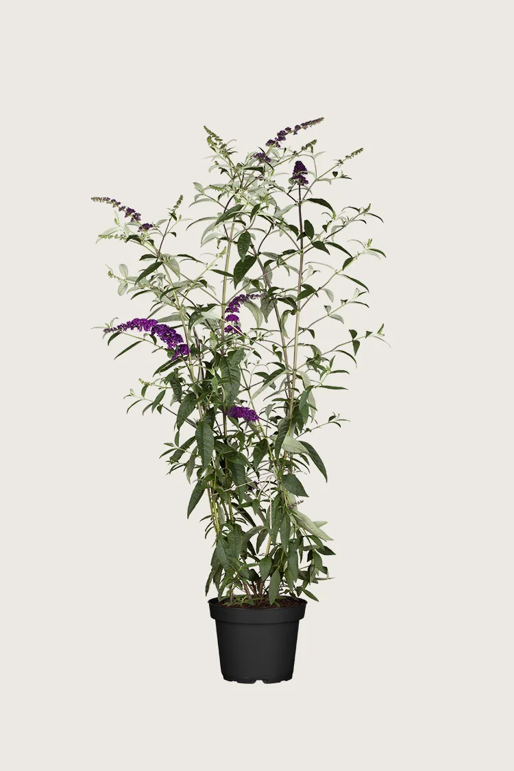 Sommerfuglbusk 125cm Velgrenet | Plantinavia