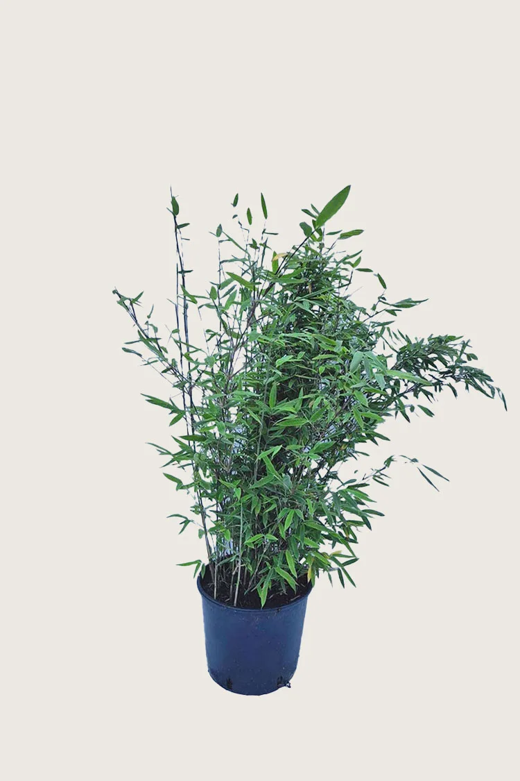 Svartbambus Black Pearl 60cm Grenet | Plantinavia