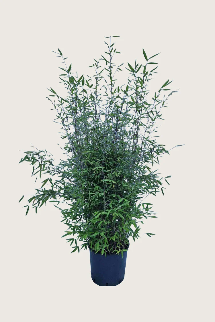 Svartbambus Black Pearl 150cm Velgrenet | Plantinavia