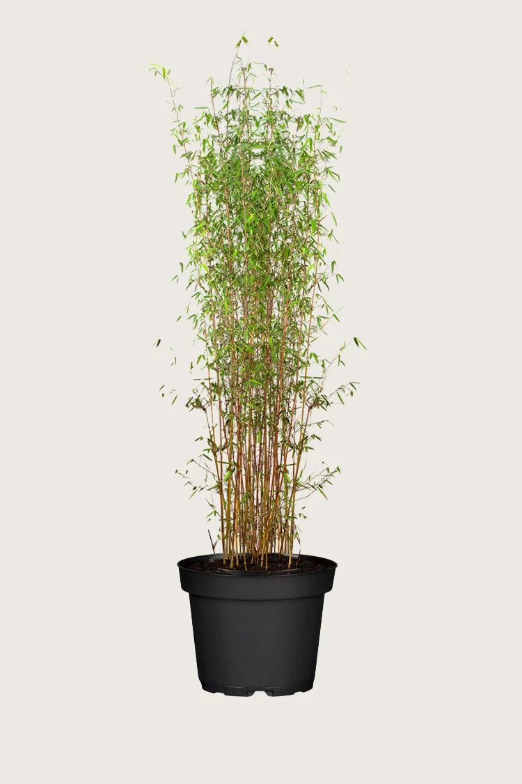 Svartbambus Jiuzhaigou 125cm Grenet | Plantinavia