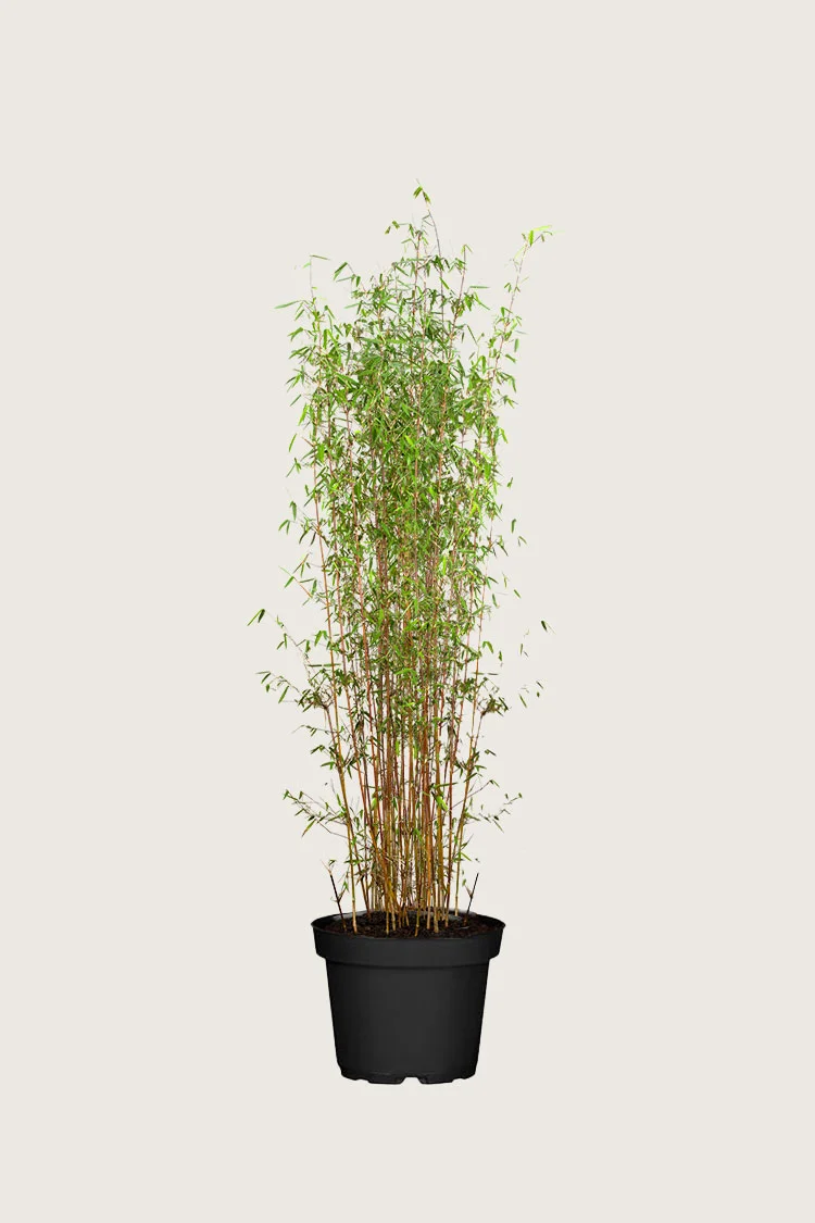 Svartbambus Jiuzhaigou 80cm Grenet | Plantinavia