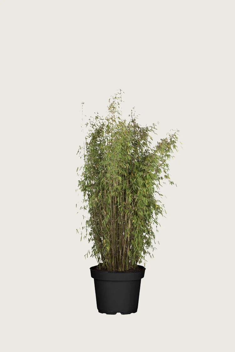 Svartbambus Jiuzhaigou 100cm Velgrenet | Plantinavia