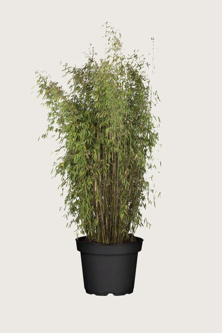 Svartbambus Jiuzhaigou 125cm Velgrenet | Plantinavia