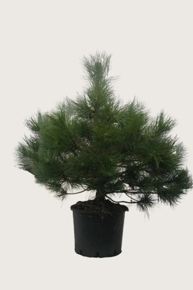 Svartfuru 175cm Velgrenet | Plantinavia