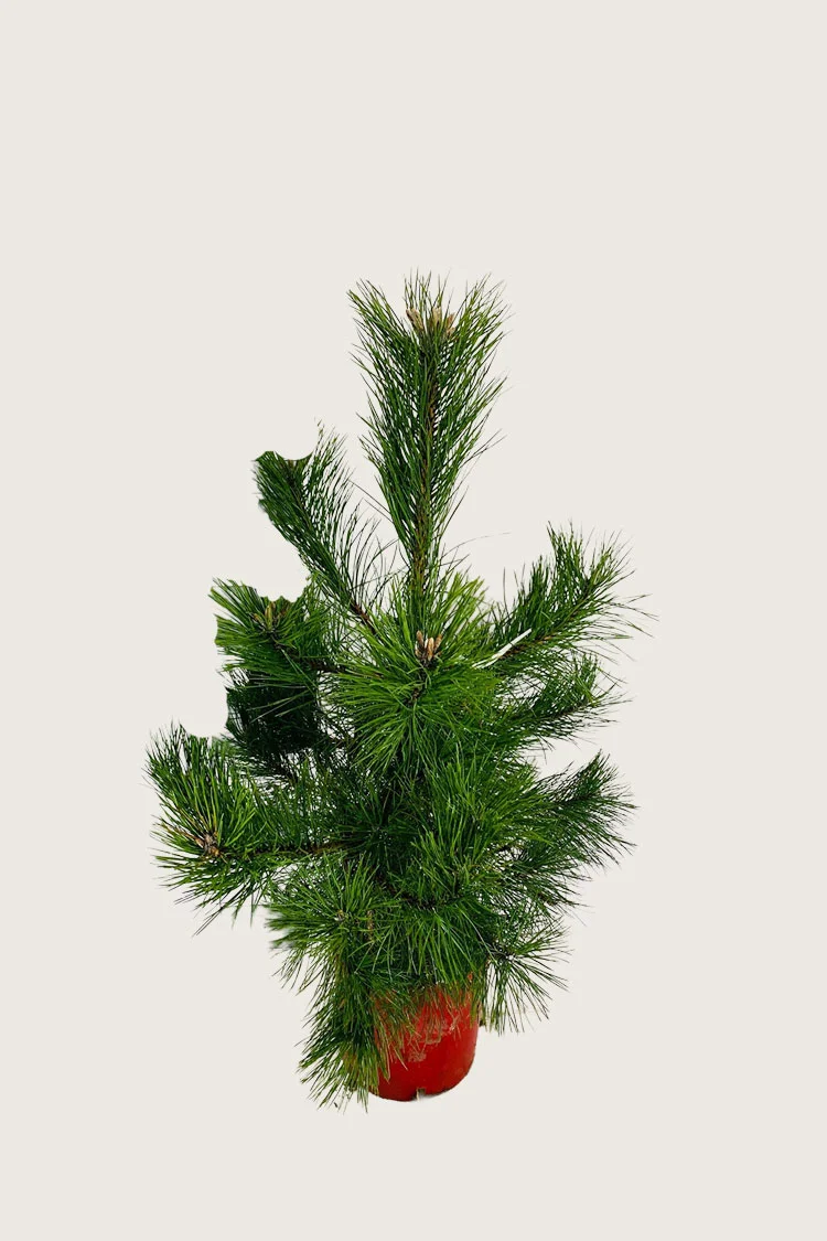 Svartfuru 80cm Velgrenet | Plantinavia