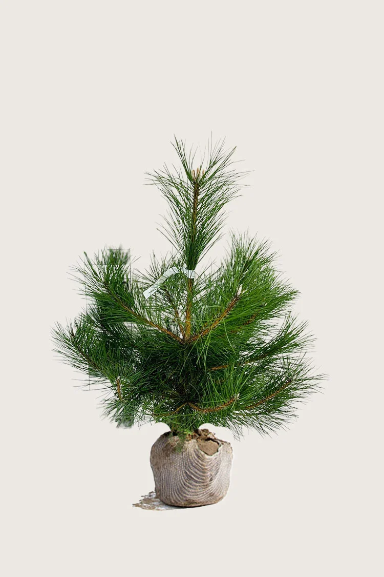 Svartfuru 100cm Velgrenet | Plantinavia