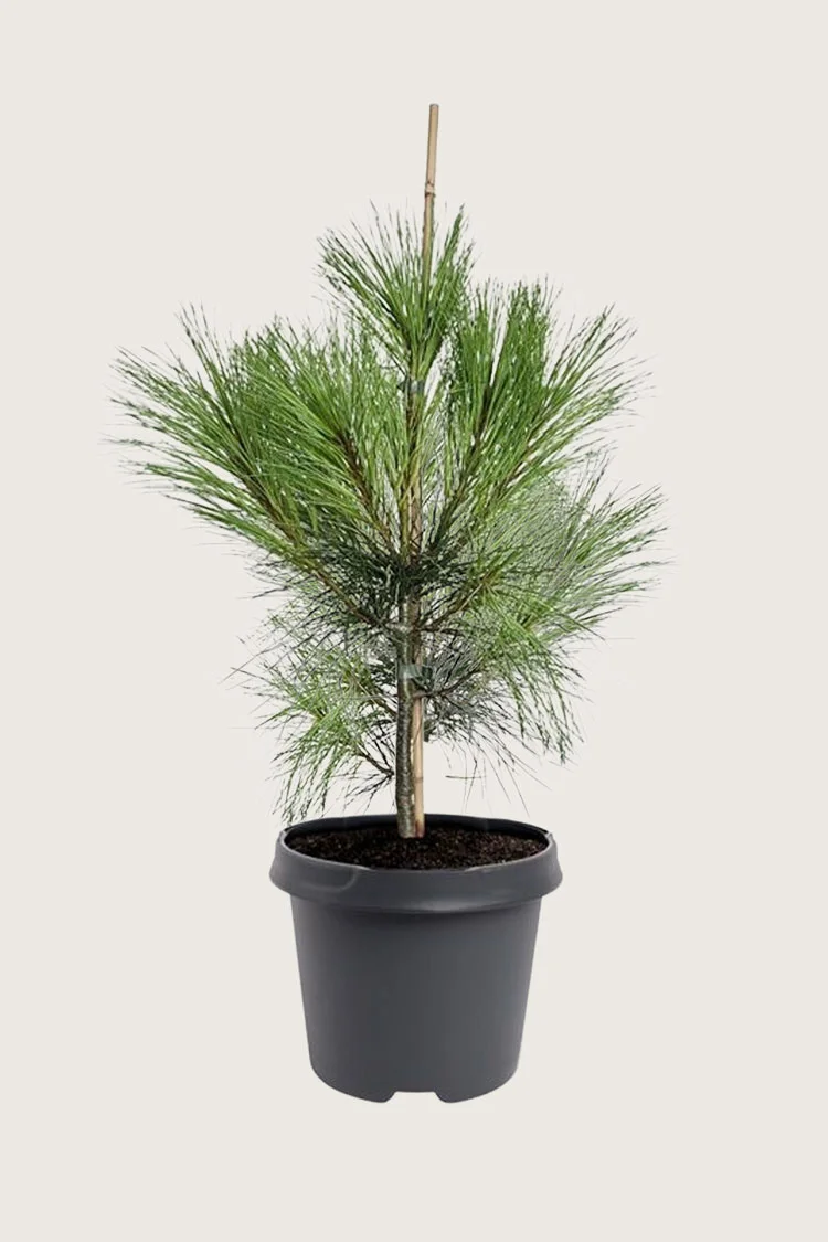 Tårefuru 150cm Velgrenet | Plantinavia