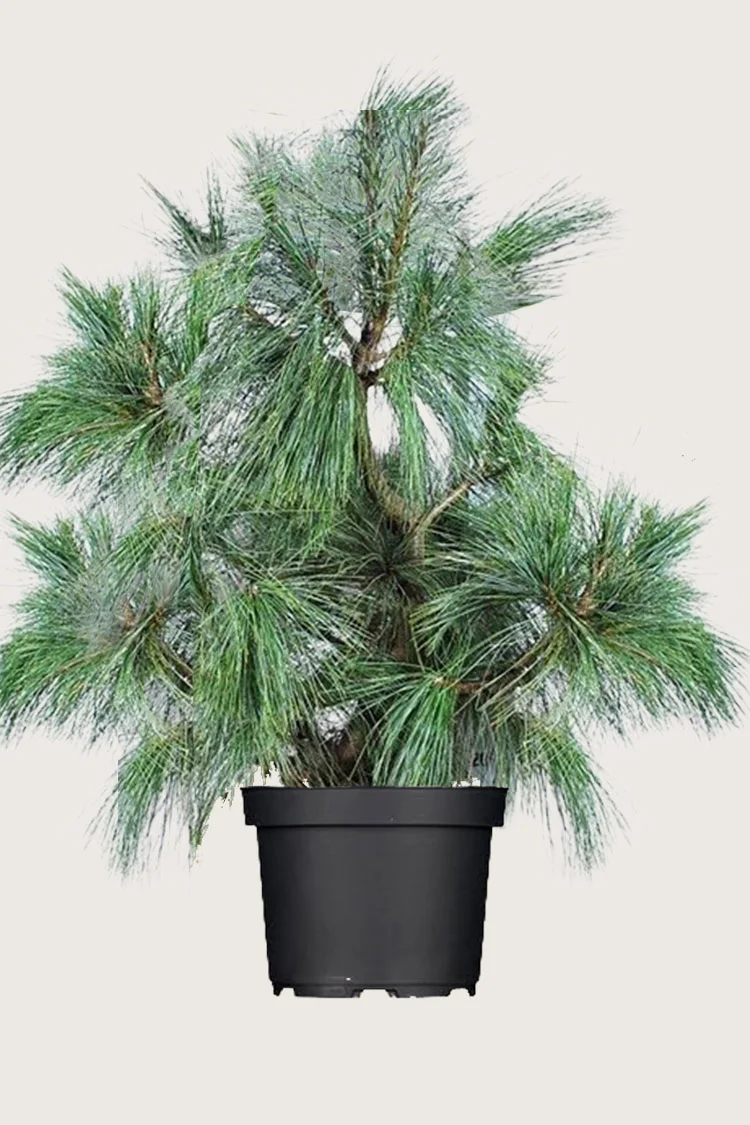 Tårefuru 250cm Velgrenet | Plantinavia