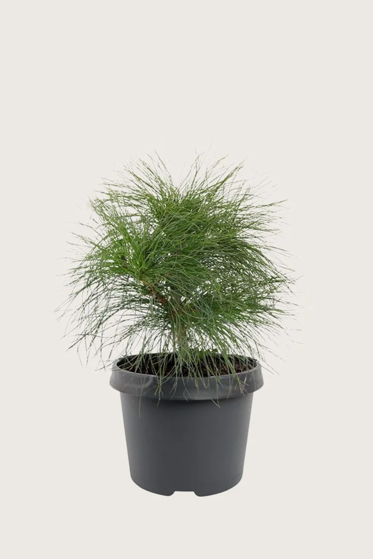 Tårefuru 60cm Velgrenet | Plantinavia