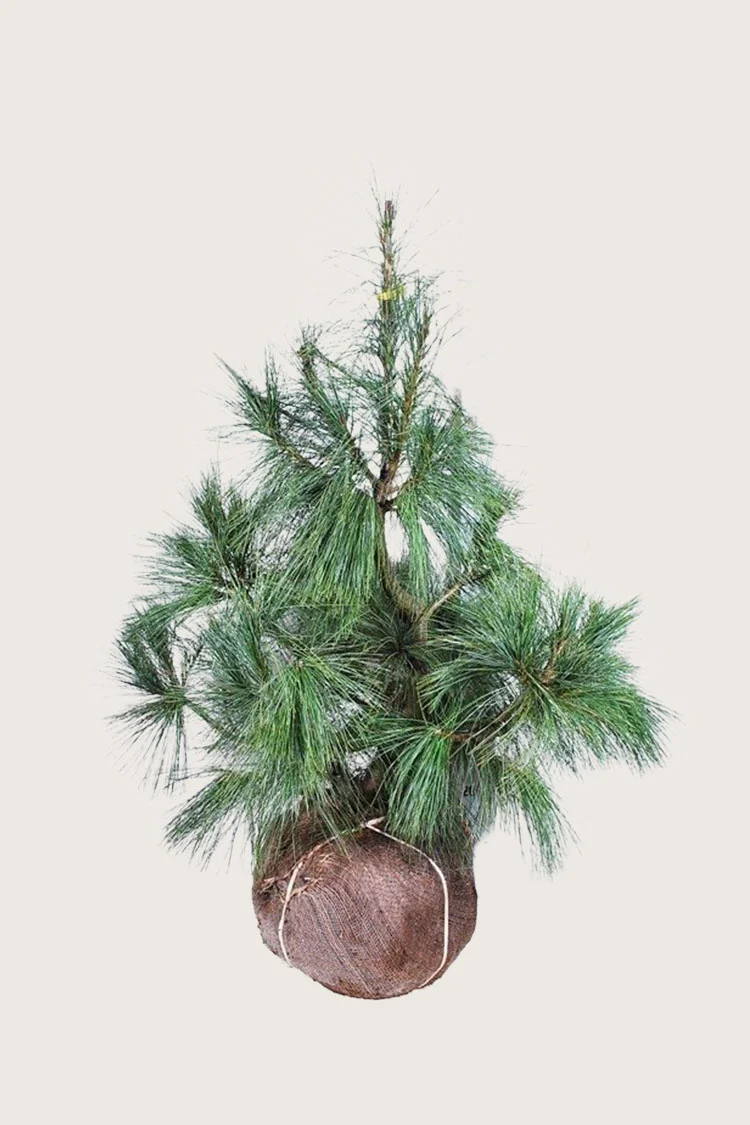 Tårefuru 175cm Velgrenet | Plantinavia