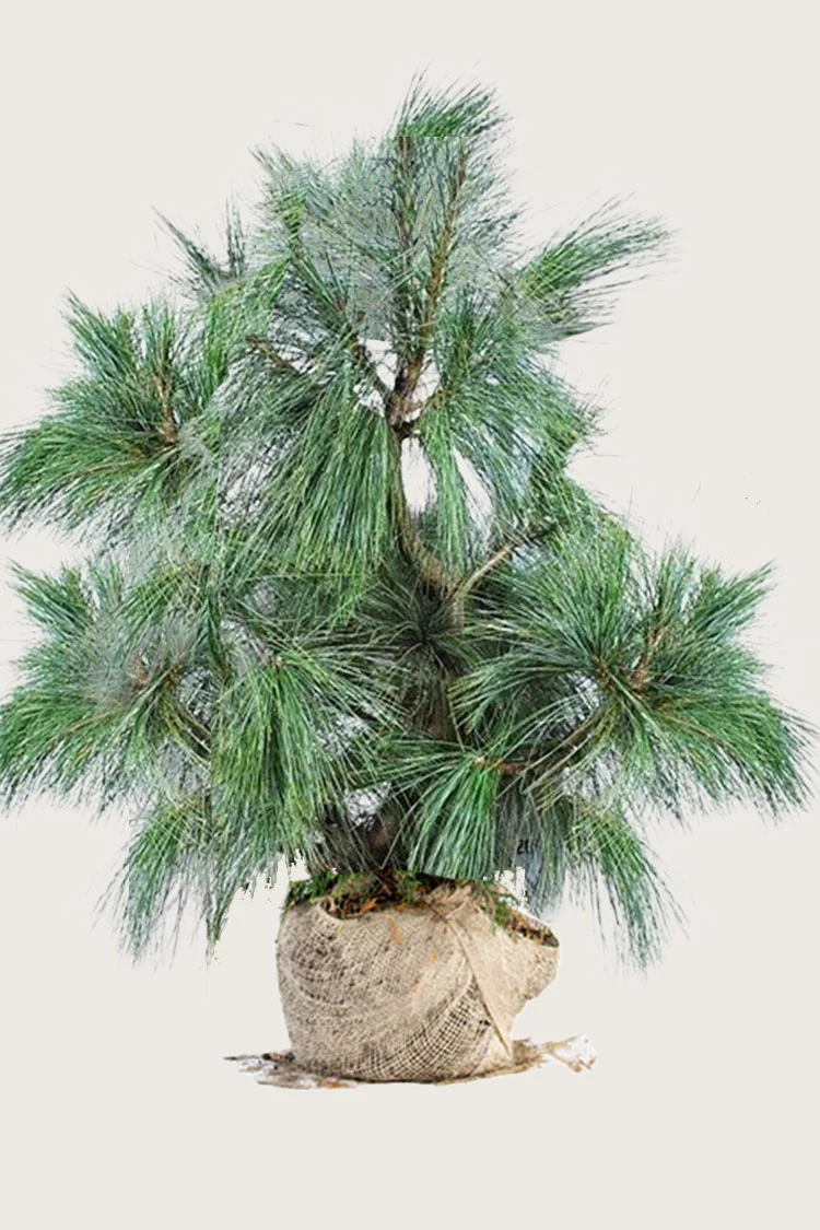 Tårefuru 250cm Velgrenet | Plantinavia