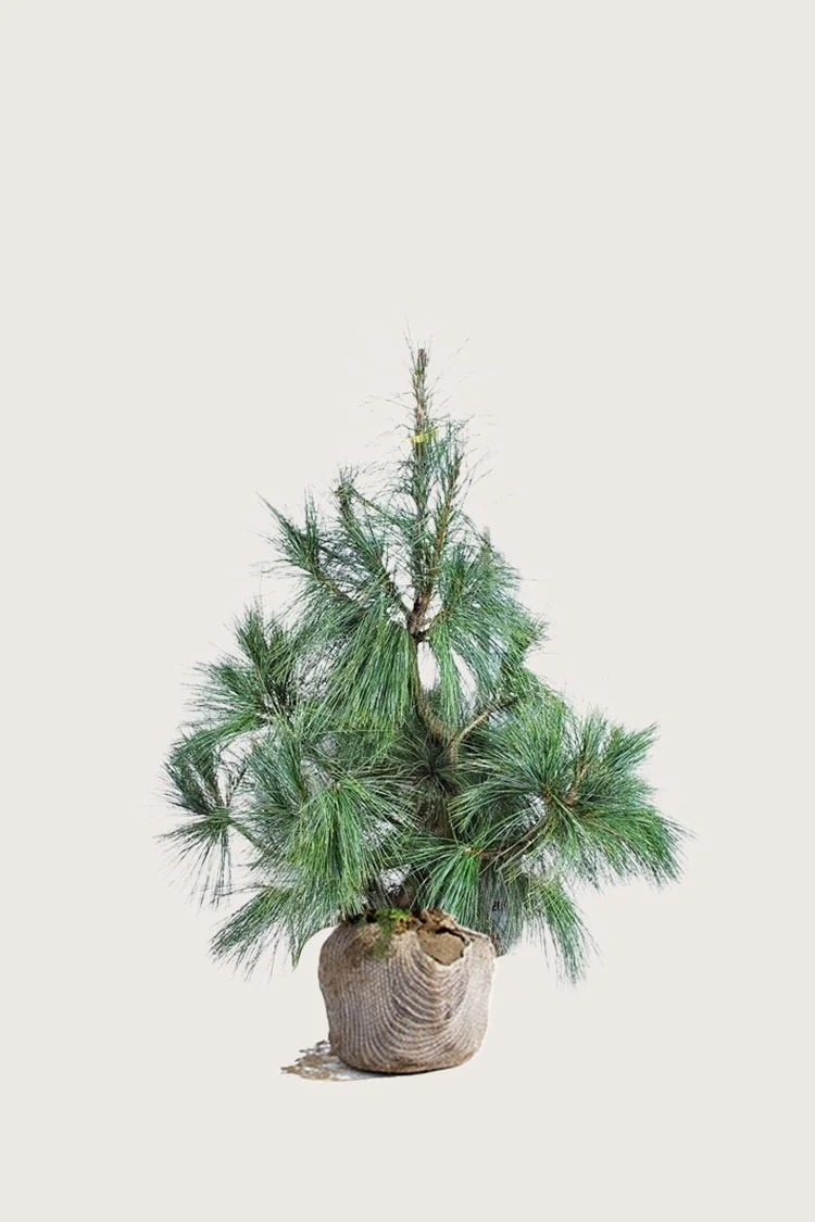Tårefuru 80cm Velgrenet | Plantinavia