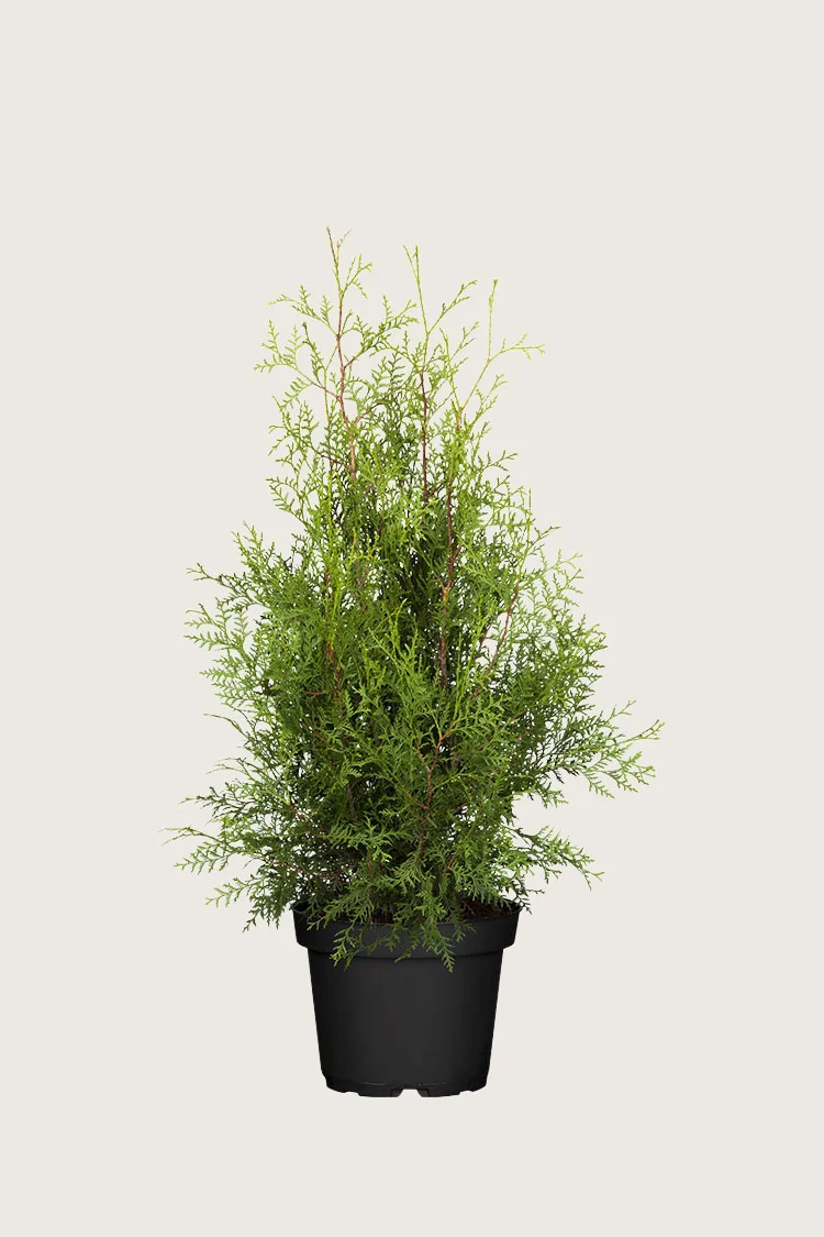 Tuja Brabant 125cm Velgrenet | Plantinavia