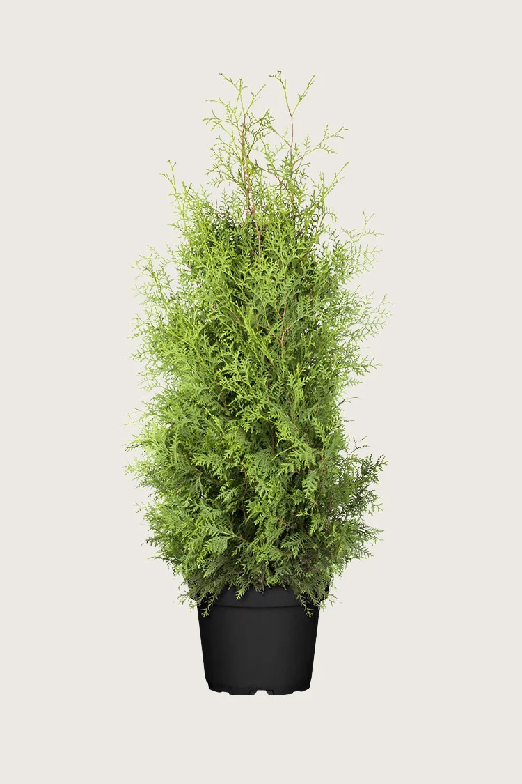 Tuja Brabant 200cm Velgrenet | Plantinavia