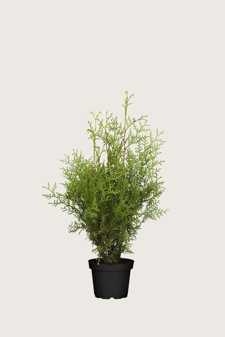 Tuja Brabant 60cm Velgrenet | Plantinavia