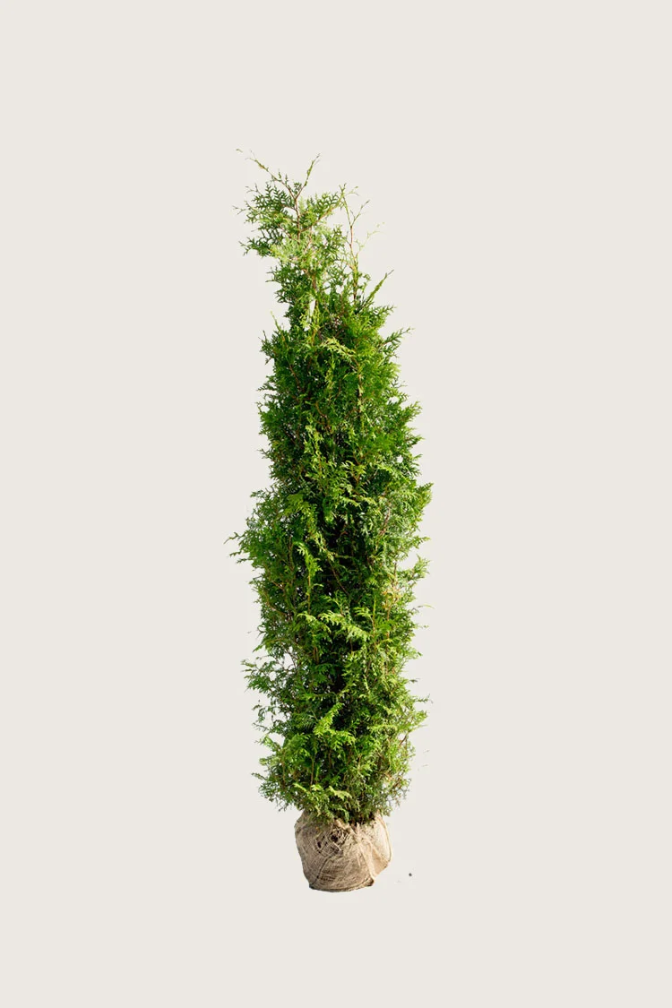 Tuja Brabant 125cm Grenet | Plantinavia