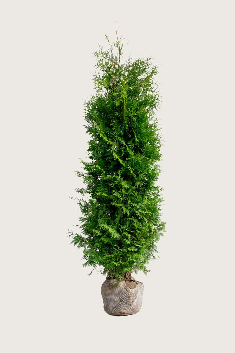 Tuja Brabant 150cm Velgrenet | Plantinavia
