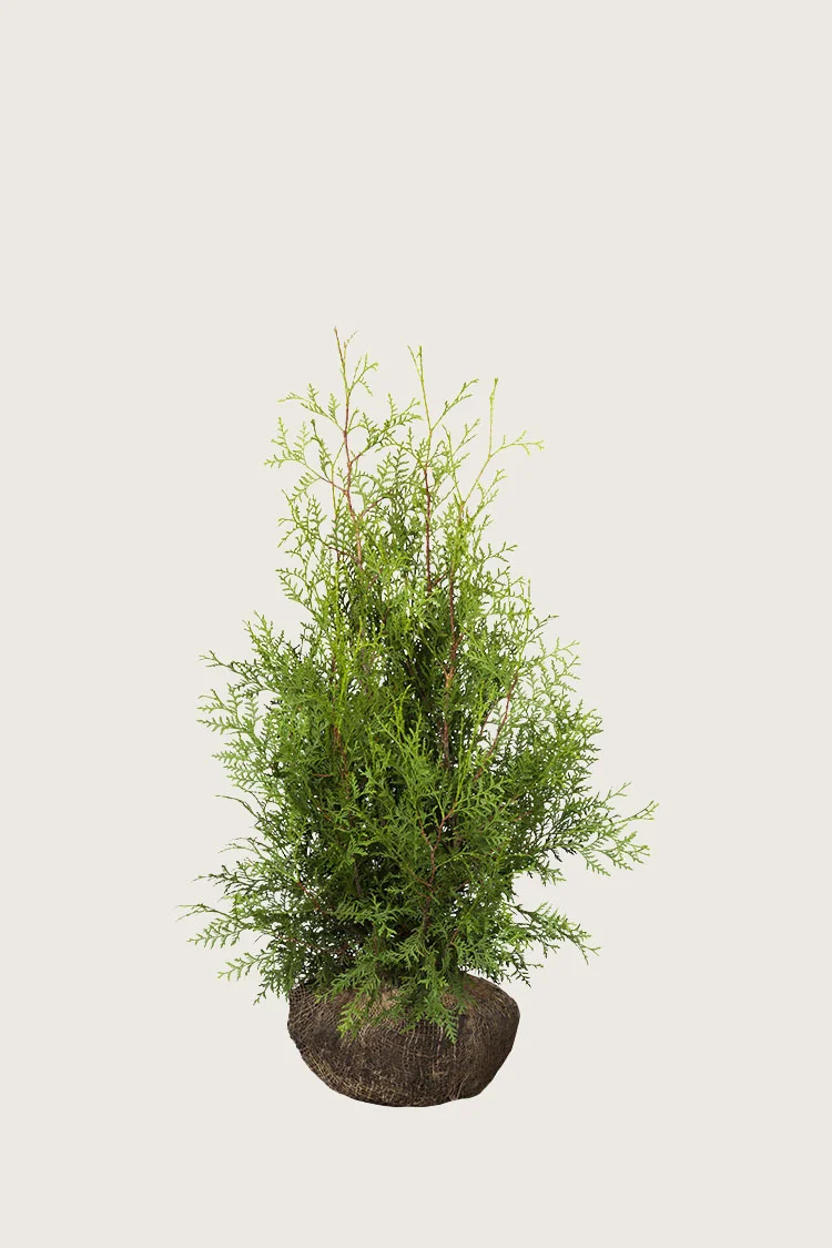Tuja Brabant 40cm Velgrenet | Plantinavia