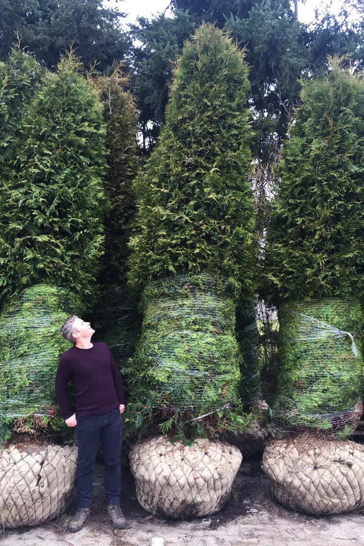 Tuja Brabant 800cm Velgrenet | Plantinavia