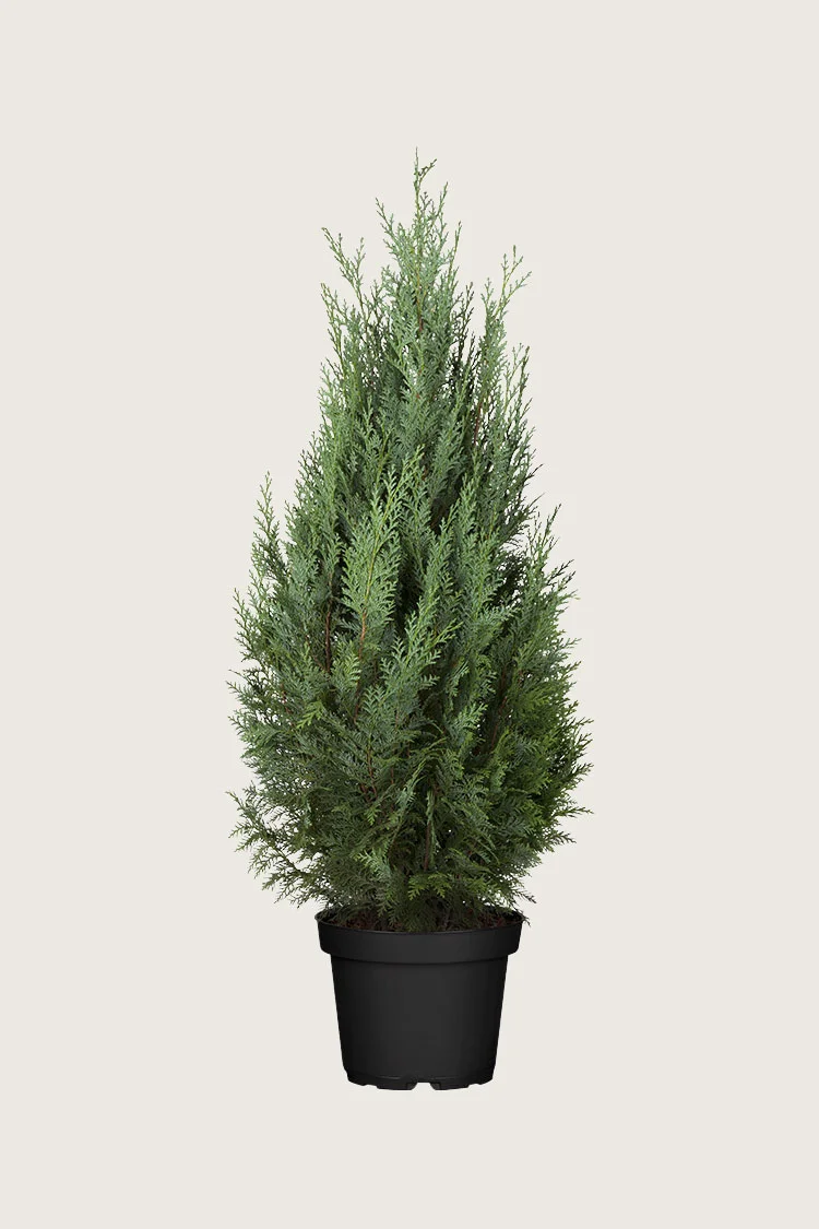 Tuja Columna 100cm Velgrenet | Plantinavia