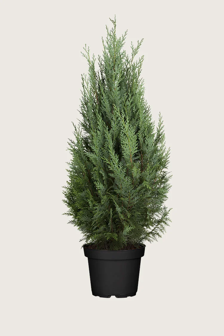 Tuja Columna 250cm Velgrenet | Plantinavia