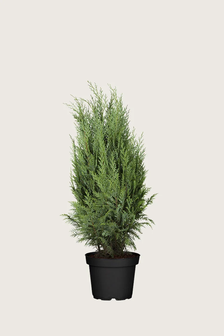 Tuja Columna 80cm Velgrenet | Plantinavia