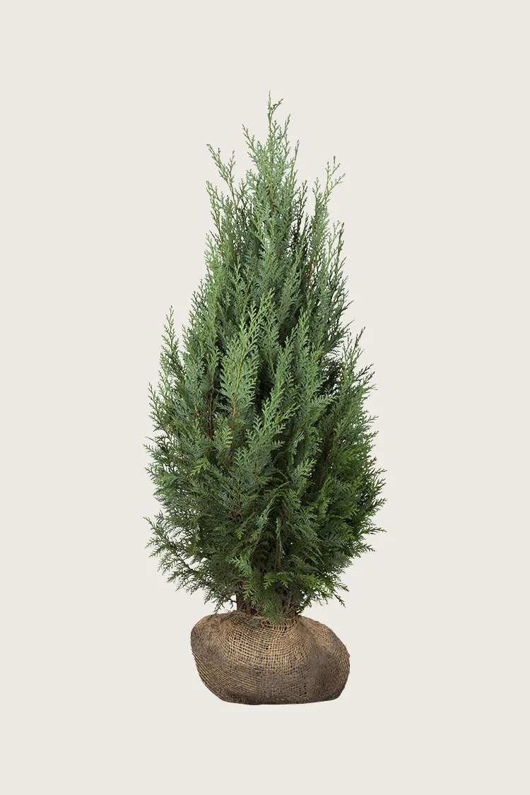 Tuja Columna 100cm Velgrenet | Plantinavia