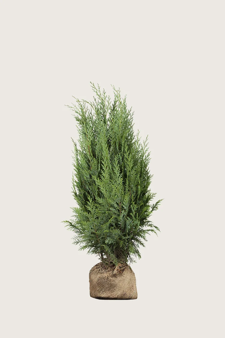 Tuja Columna 80cm Velgrenet | Plantinavia