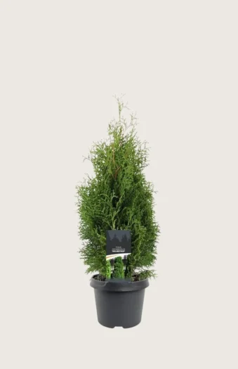 Tuja Holmstrup 100cm Velgrenet | Plantinavia