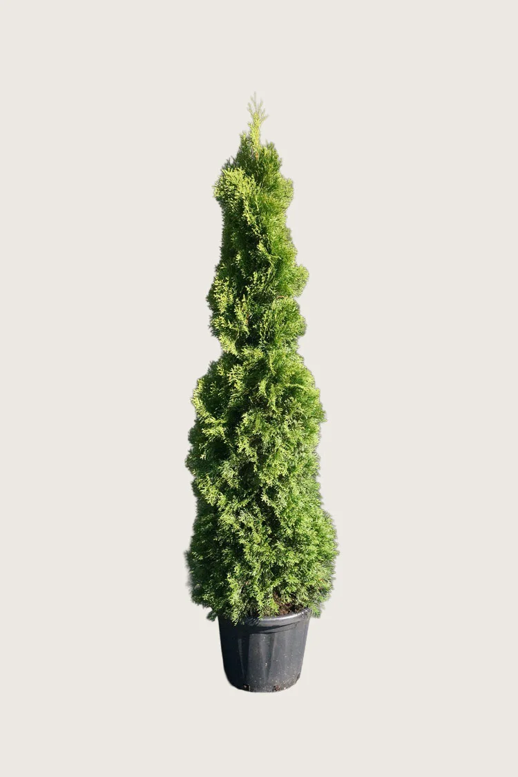 Tuja Holmstrup 200cm Velgrenet | Plantinavia