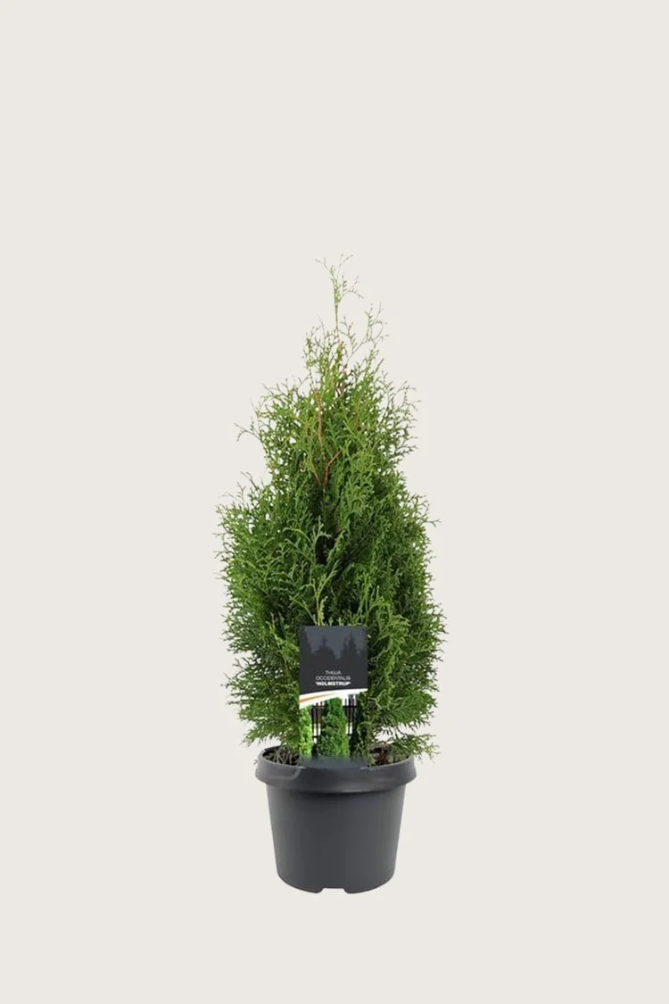 Tuja Holmstrup 80cm Velgrenet | Plantinavia