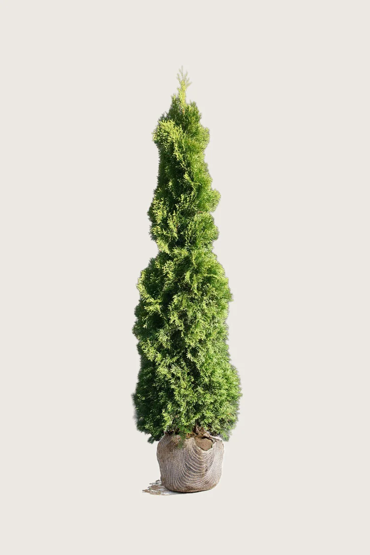 Tuja Holmstrup 125cm Velgrenet | Plantinavia